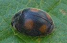 Platynaspis luteorubra