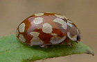 Myrrha octodecimguttata