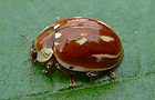 Myzia oblongoguttata