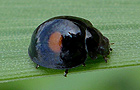 Chilocorus renipustulatus