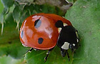 Siebenpunkt Marienkäfer