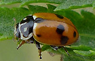 Variabler Flach-Marienkäfer