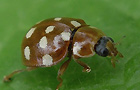 Vierzehntropfiger Marienkäfer