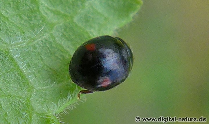Mittelfleckiger Kurzhorn-Marienkäfer Hyperaspis cf. campestris