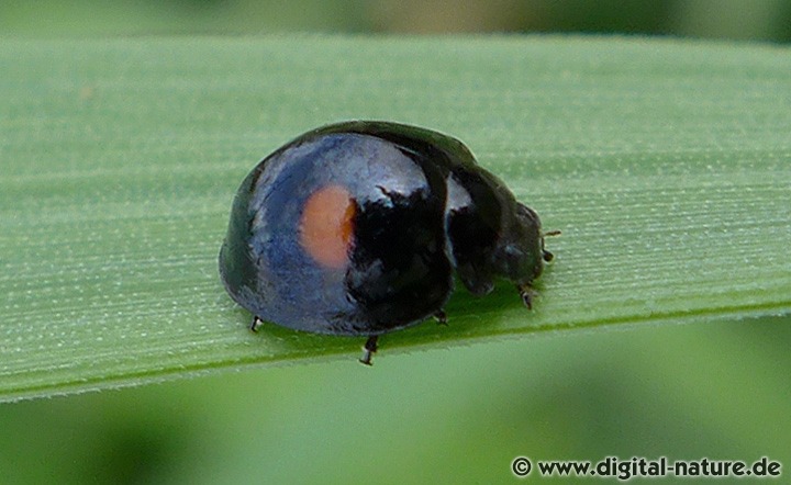 Nierenfleckiger Kugelmarienkäfer Chilocorus renipustulatus