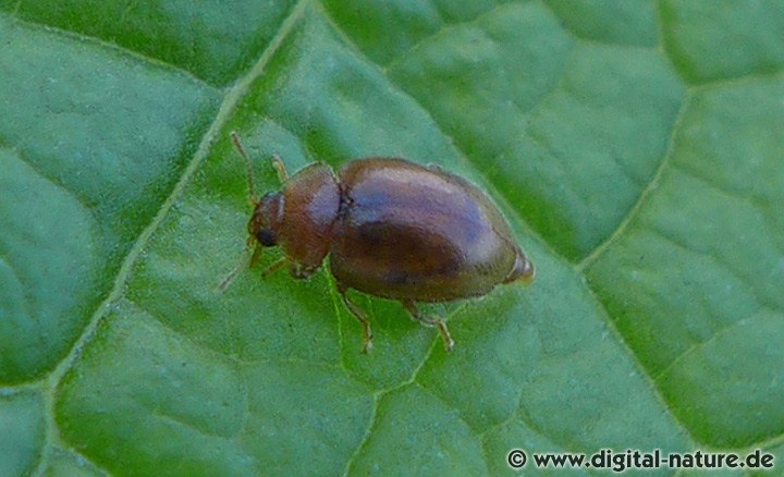 Einfarbiger Marienkäfer Rhyzobius litura