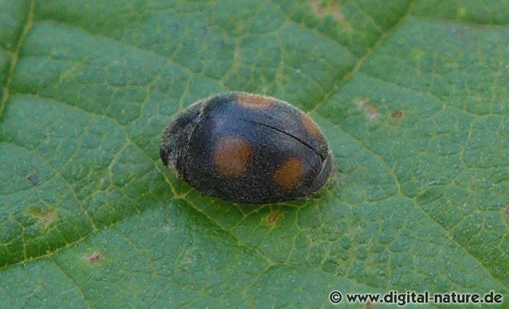 Rainfarn-Marienkäfer Platynaspis luteorubra