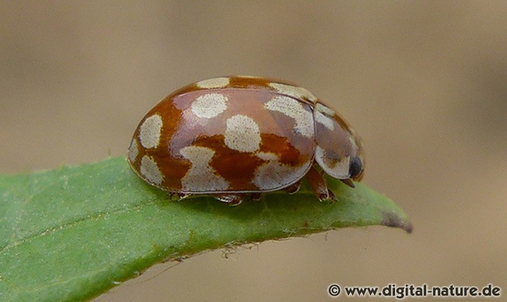 Achtzehnfleckiger Marienkäfer Myrrha octodecimguttata