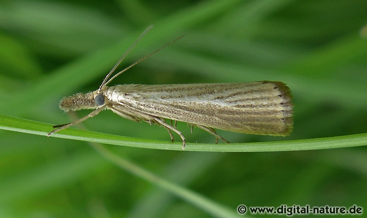 Zünsler Agriphila straminella