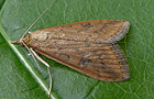 Udea ferrugalis