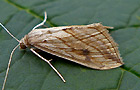 Evergestis forficalis