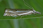 Crambus lathoniellus