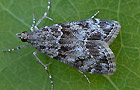 Eudonia cf. mercurella
