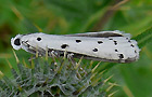 Myelois circumvoluta