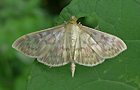 Nesselzünsler