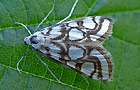 Nymphula nitidulata
