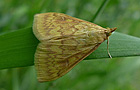 Maiszünsler
