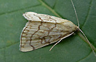 Evergestis pallidata