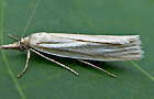Crambus perlella