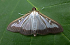 Cydalima perspectalis