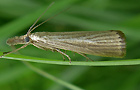 Agriphila straminella