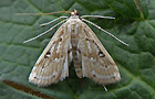 Parapoynx stratiotata