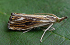 Catoptria verellus