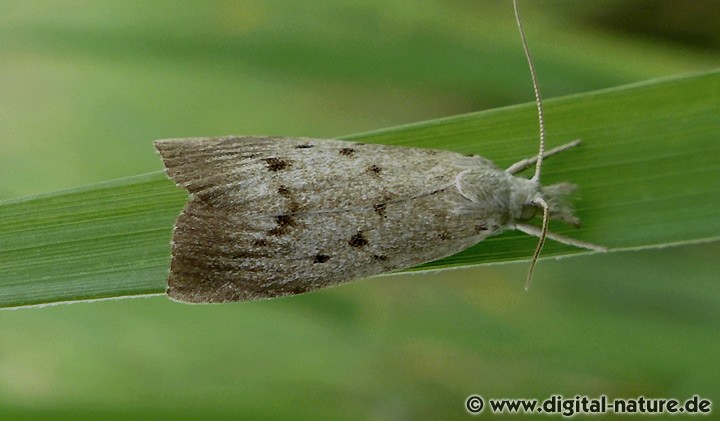 Großer Rohrkolbenzünsler Calamotropha paludella