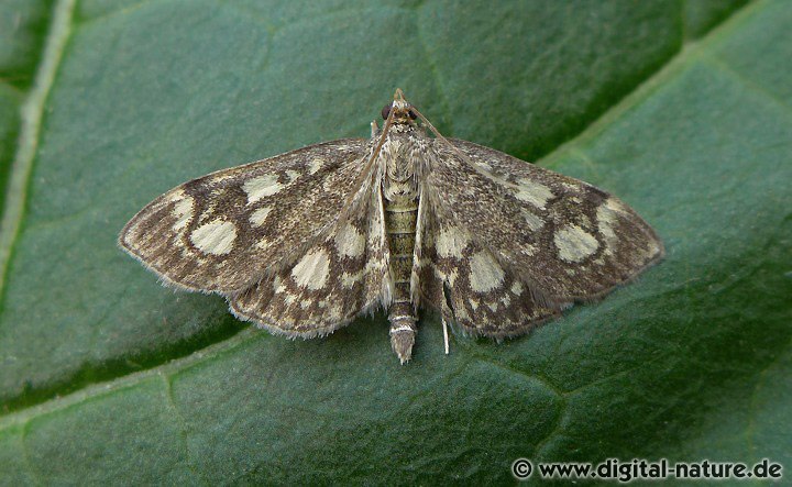 Holunderzünsler Anania coronata