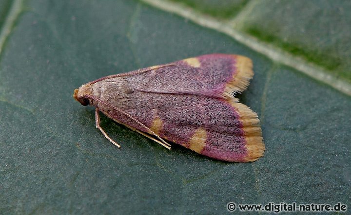 Heuzünsler Hypsopygia costalis