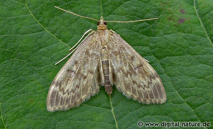 Zünsler Anania lancealis