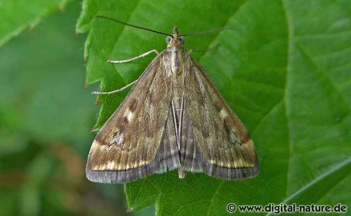 Rübenzünsler Loxostege sticticalis