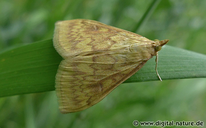 Maiszünsler Ostrinia nubilalis