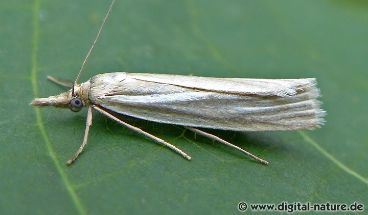 Weißer Graszünsler Crambus perlella