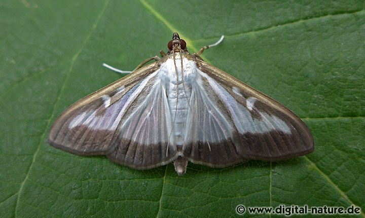 Buchsbaumzünsler Cydalima perspectalis