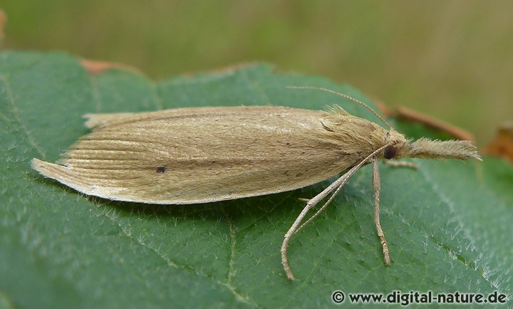 Breitflügeliger Schilfzünsler Chilo phragmitella
