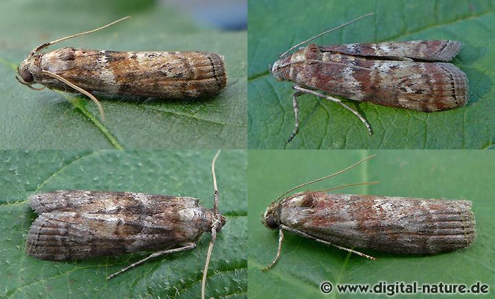 Zünsler Phycita roborella