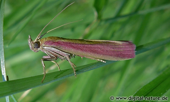 Rhabarberzünsler Oncocera semirubella