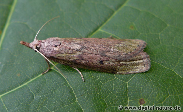 Hummelnestmotte Aphomia sociella Weibchen