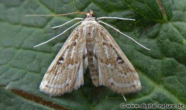 Krebsscherenzünsler Parapoynx stratiotata