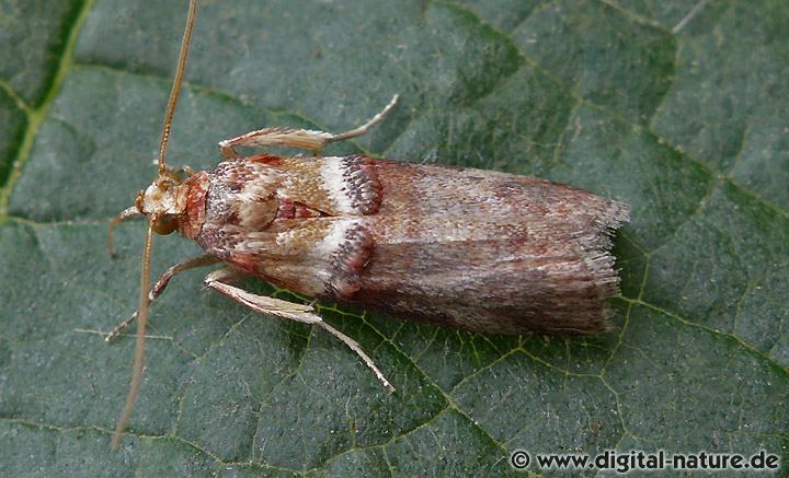 Eichentriebzünsler Acrobasis tumidana