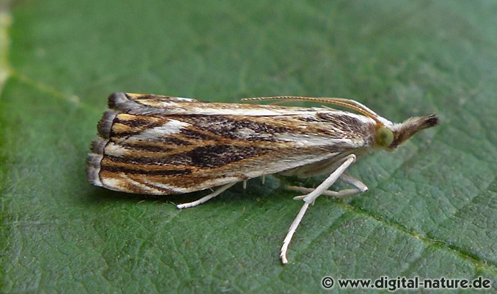 Zünsler Catoptria verellus