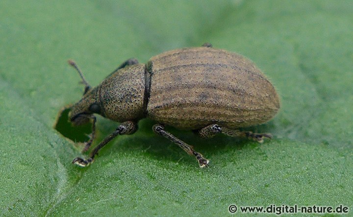 Rüsselkäfer Barynotus obscurus