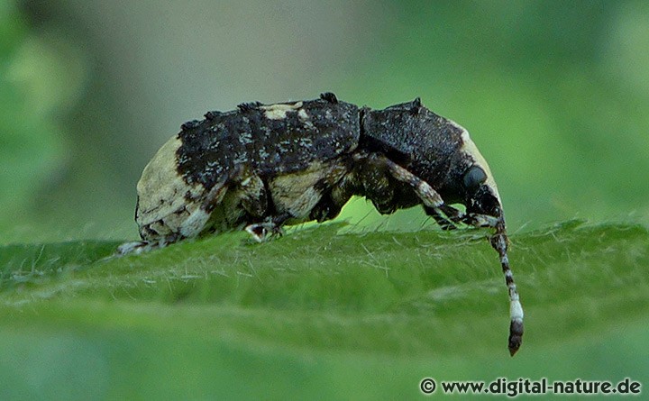 Weißfleckiger Maulkäfer