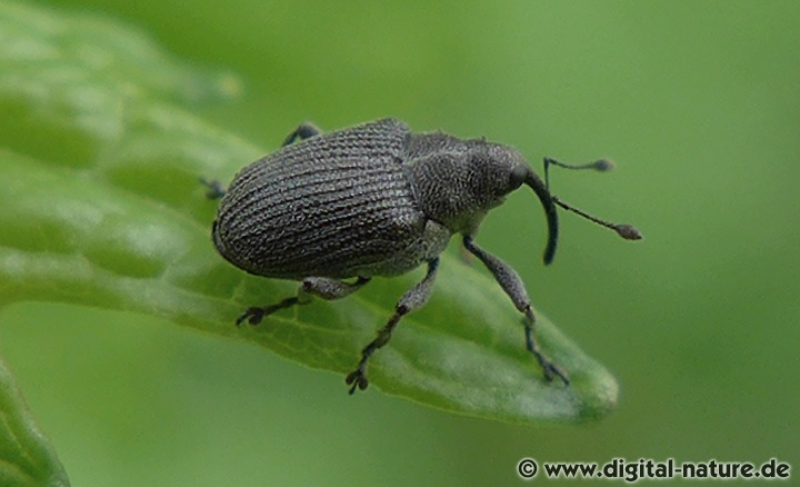Rapsschotenrüssler Ceutorhynchus obstrictus