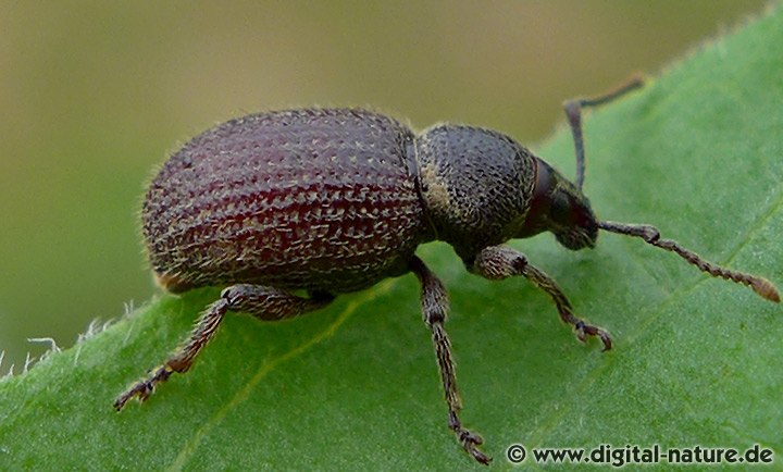 Rüsselkäfer Otiorhynchus dieckmanni
