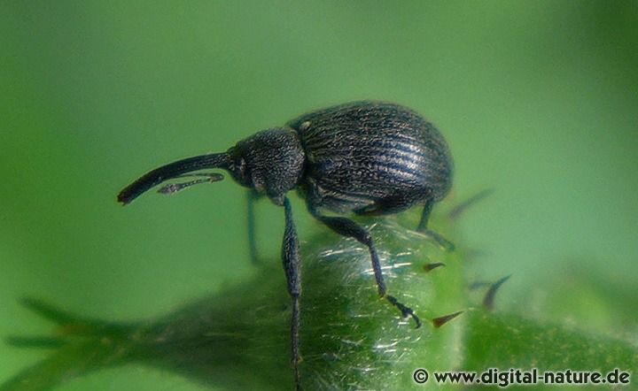 Erdbeerblütenstecher Anthonomus rubi