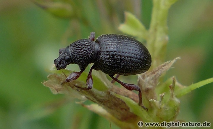 Kleiner Schwarzer Rüsselkäfer Otiorhynchus ovatus