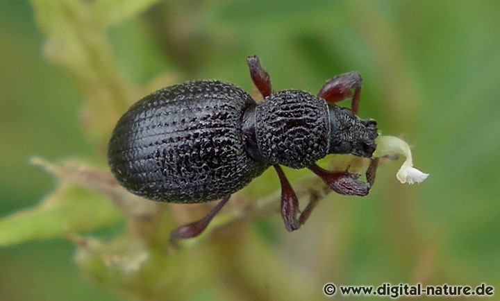 Erdbeerwurzelrüsselkäfer Weibchen