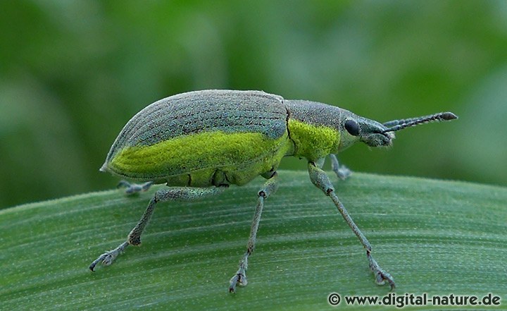 Gelbrandrüssler Chlorophanus viridis